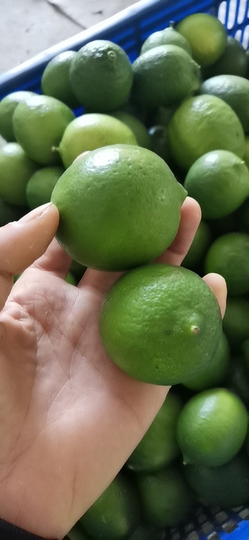泰国品种无籽青柠檬皮薄多汁福建原产地批发