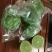泰国品种无籽青柠檬皮薄多汁福建原产地批发