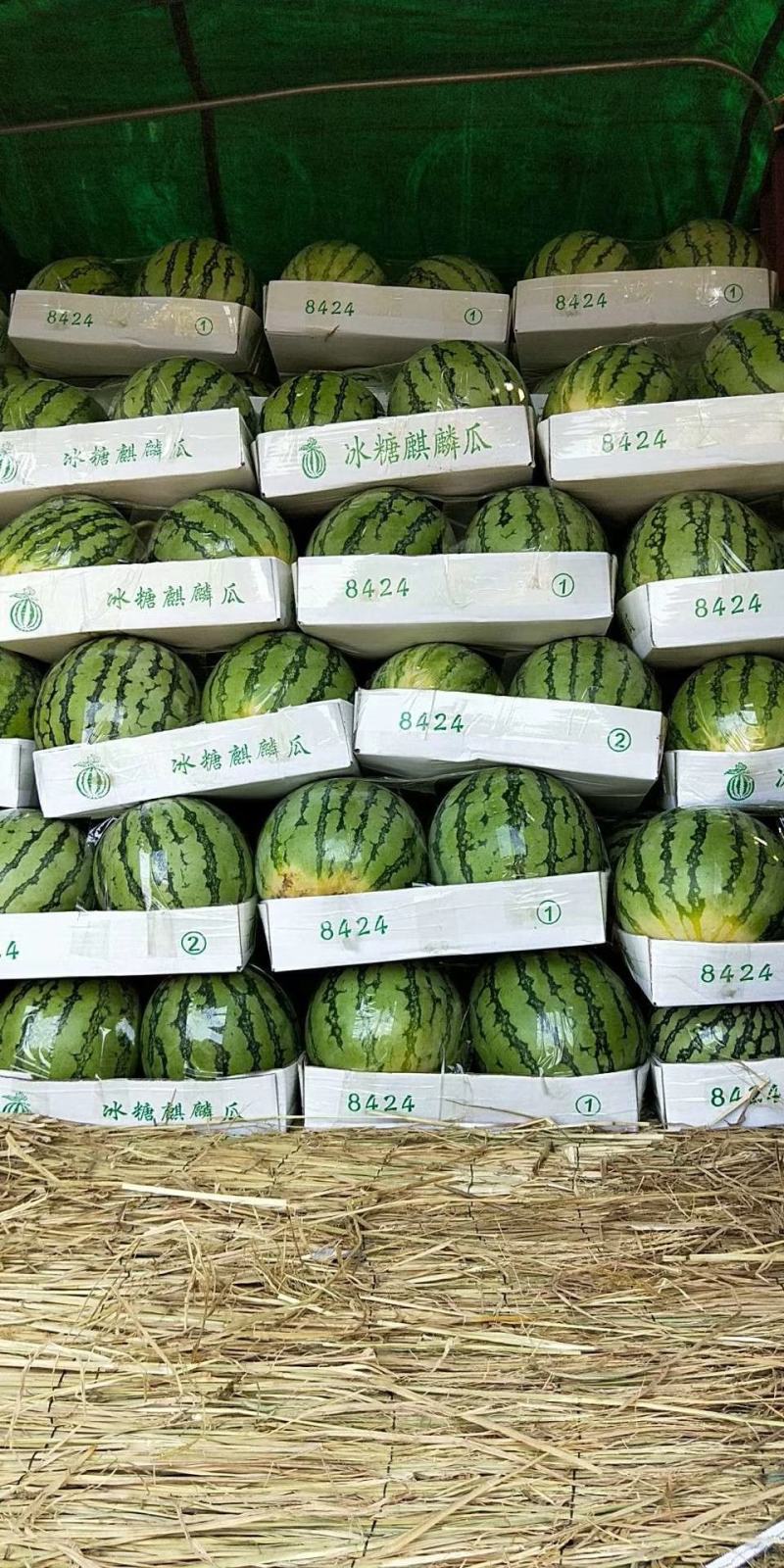 黑皮无籽西瓜大量上市了，保质保量代发全国