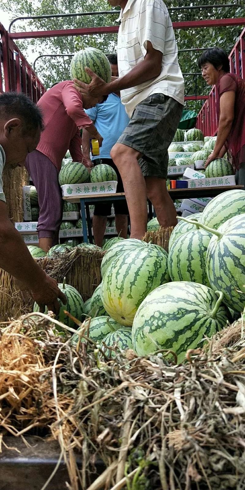 黑皮无籽西瓜大量上市了，保质保量代发全国