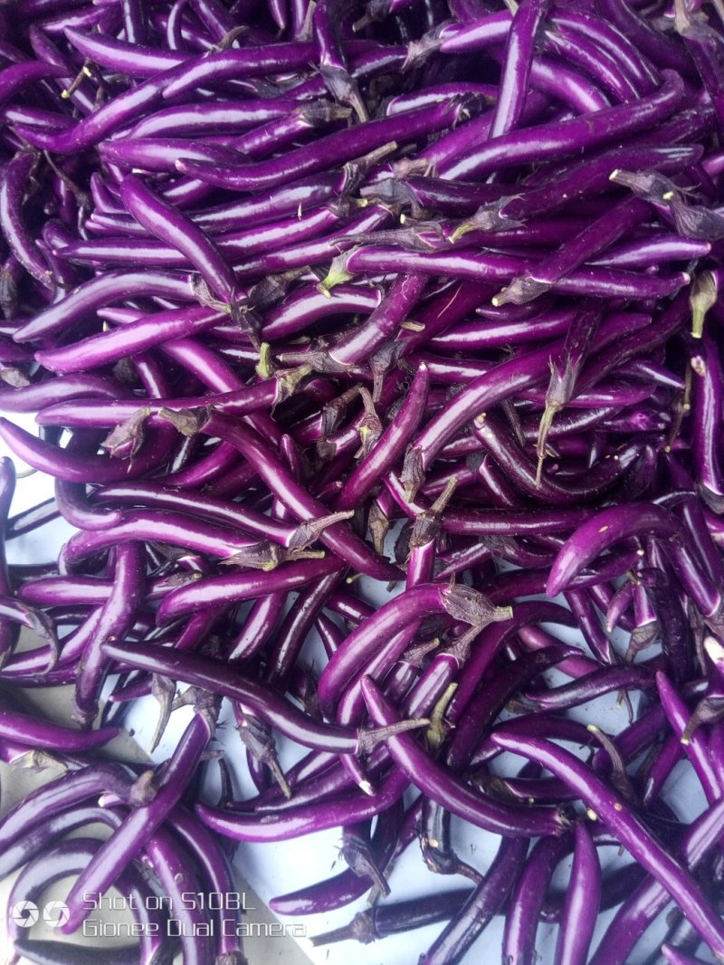 磐安高山蔬菜