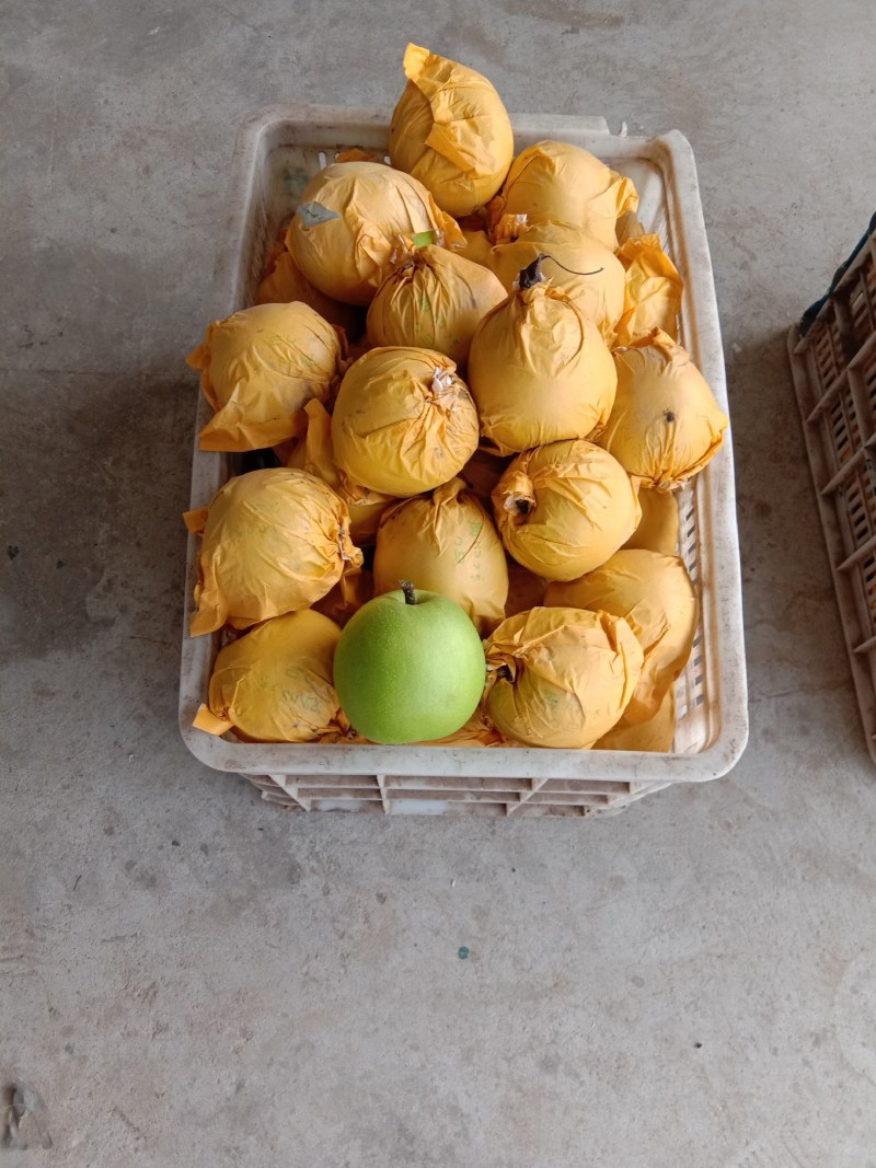 精品苏脆一号梨，翠冠梨518梨供应电商，各大水果交易市场