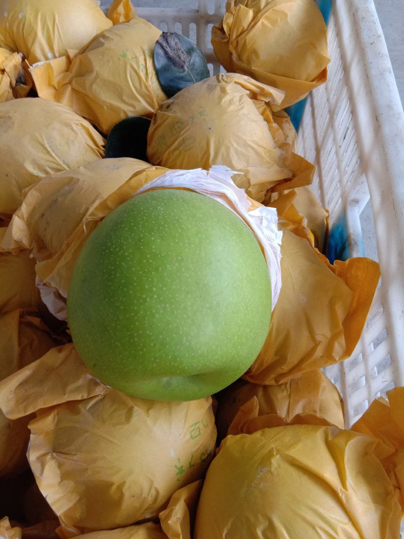 精品苏脆一号梨，翠冠梨518梨供应电商，各大水果交易市场