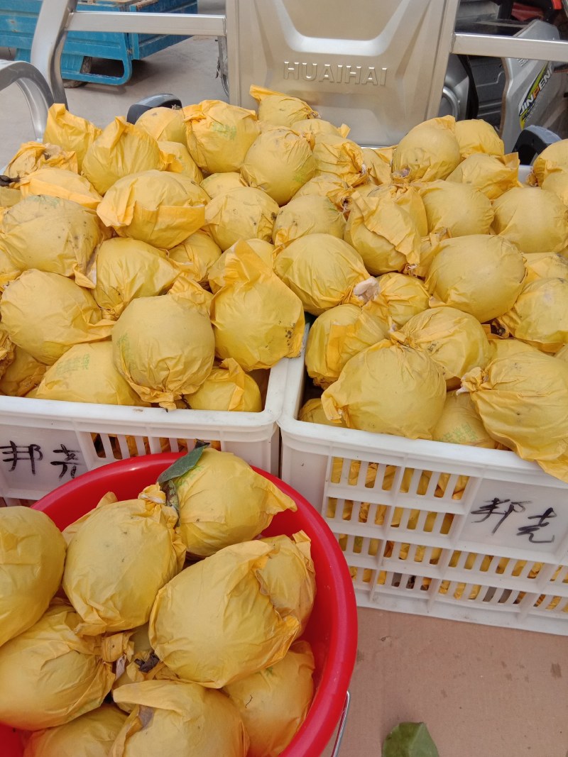精品苏脆一号梨，翠冠梨518梨供应电商，各大水果交易市场
