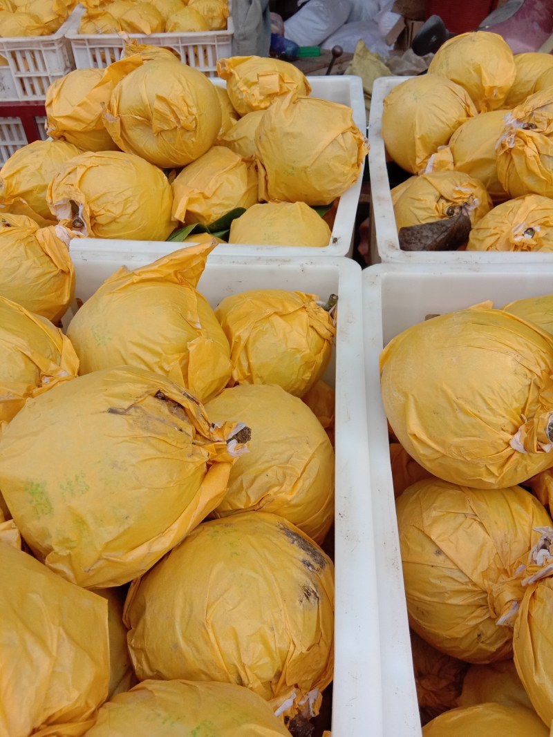 精品苏脆一号梨，翠冠梨518梨供应电商，各大水果交易市场
