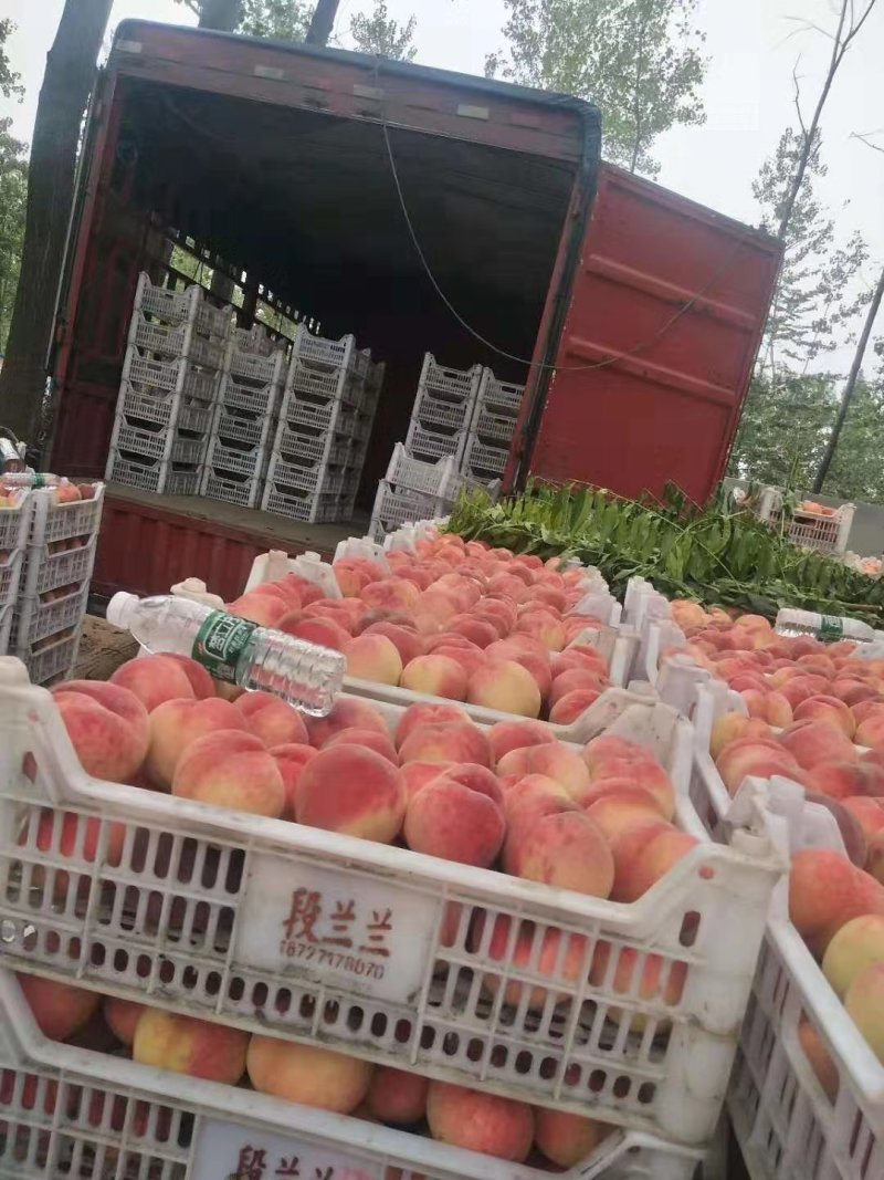 精品红不软毛桃大量上市，基地直供，量大从优，电话咨询