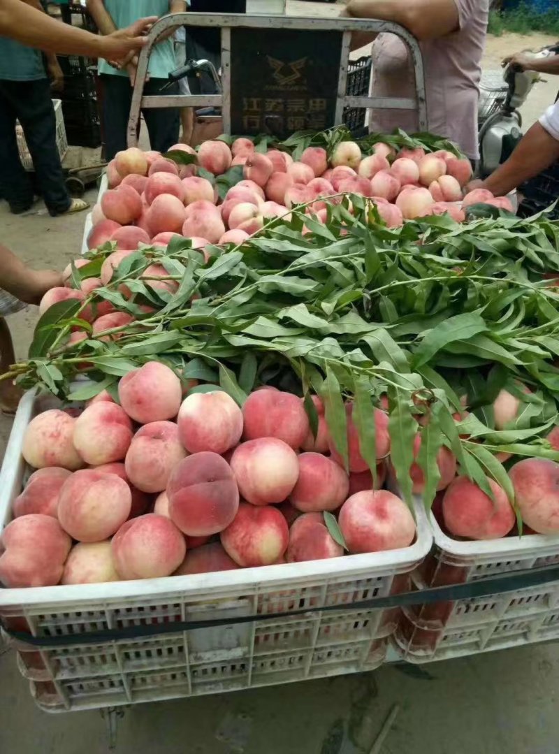 精品红不软毛桃大量上市，基地直供，量大从优，电话咨询