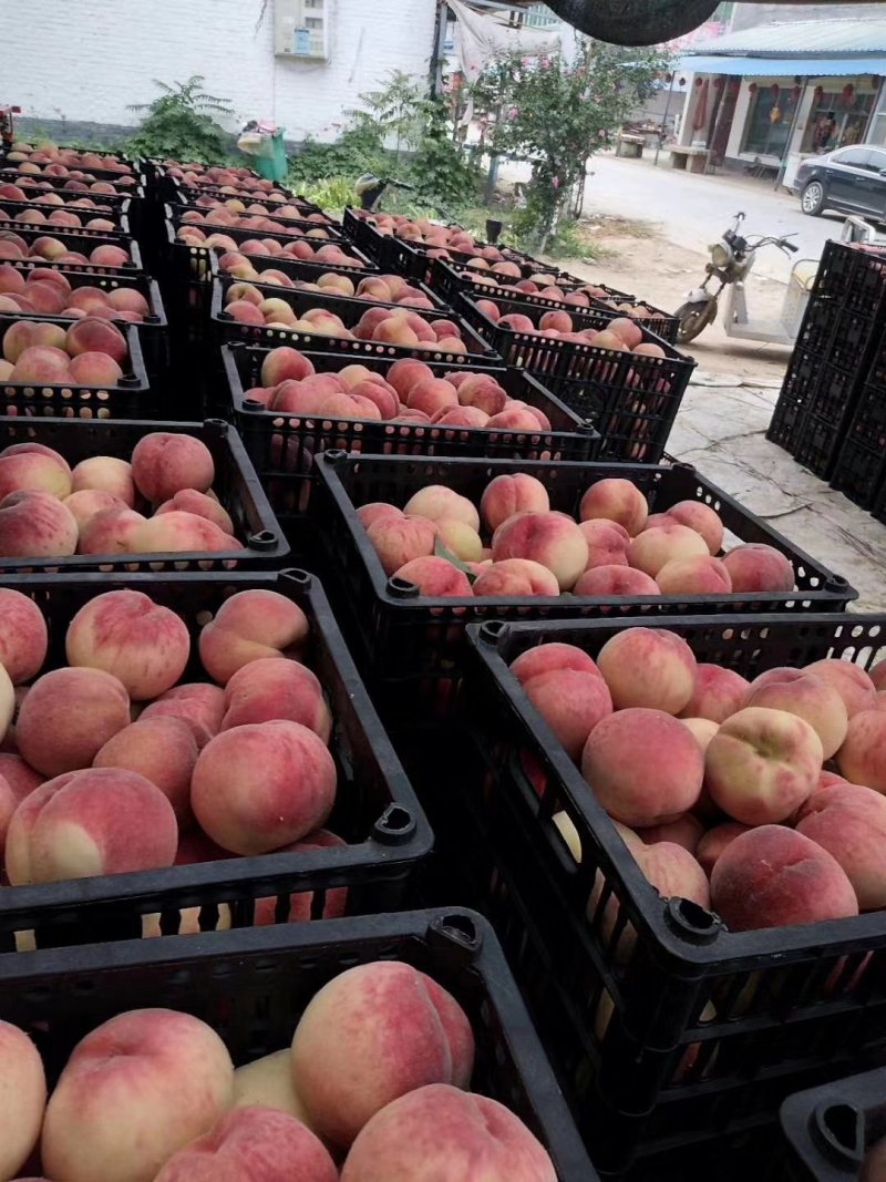 精品红不软毛桃大量上市，基地直供，量大从优，电话咨询
