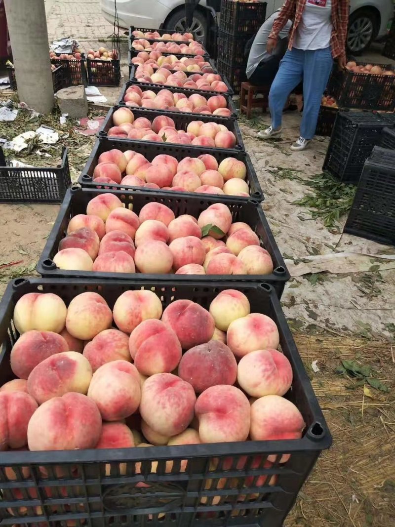 精品红不软毛桃大量上市，基地直供，量大从优，电话咨询