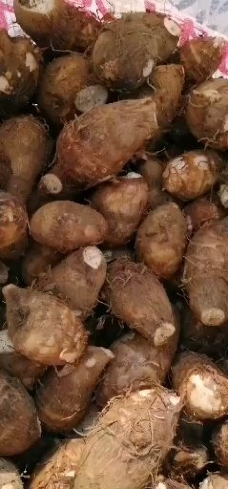 贵州镇宁，芋头，品质好，每天能力供应十吨以上