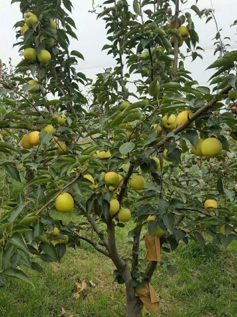 砀山皇冠梨、脆甜可口多汁，皮薄肉厚、产地直销、一条龙服务！