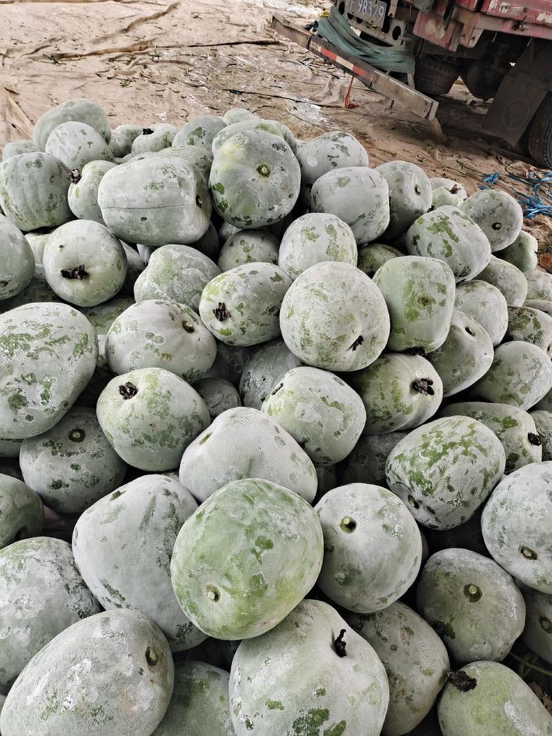 冬瓜，北京一串铃冬瓜，小冬瓜，三斤以上的冬瓜大量上市。
