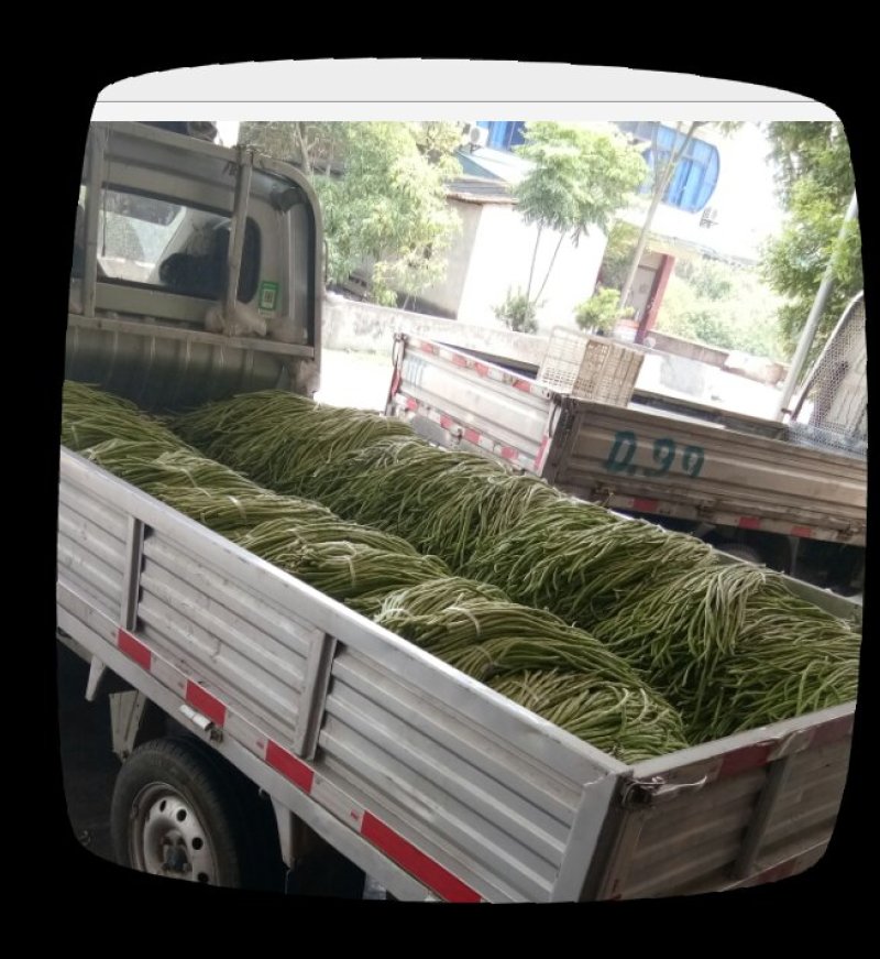 豇豆（新鲜豇豆现货）