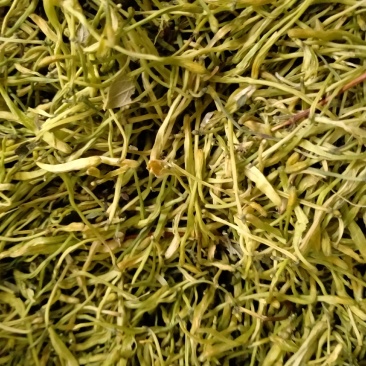 金银花！大货批发，一手货源，价格优！！！！