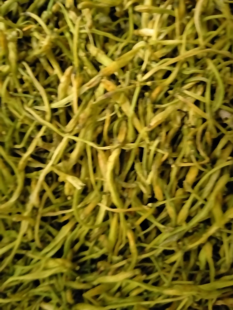 金银花！大货批发，一手货源，价格优！！！！