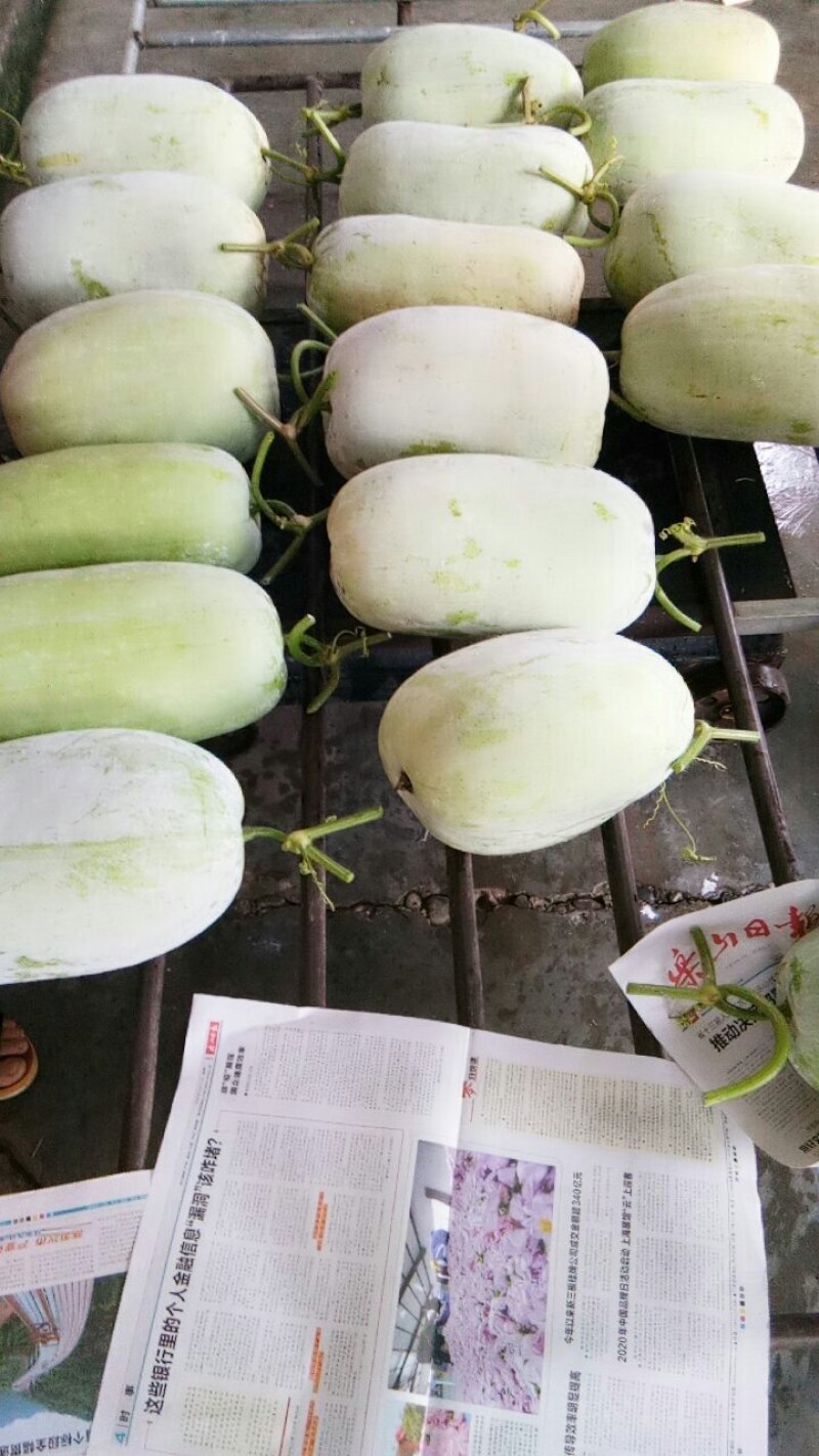 白冬瓜（新鲜白冬瓜现货）