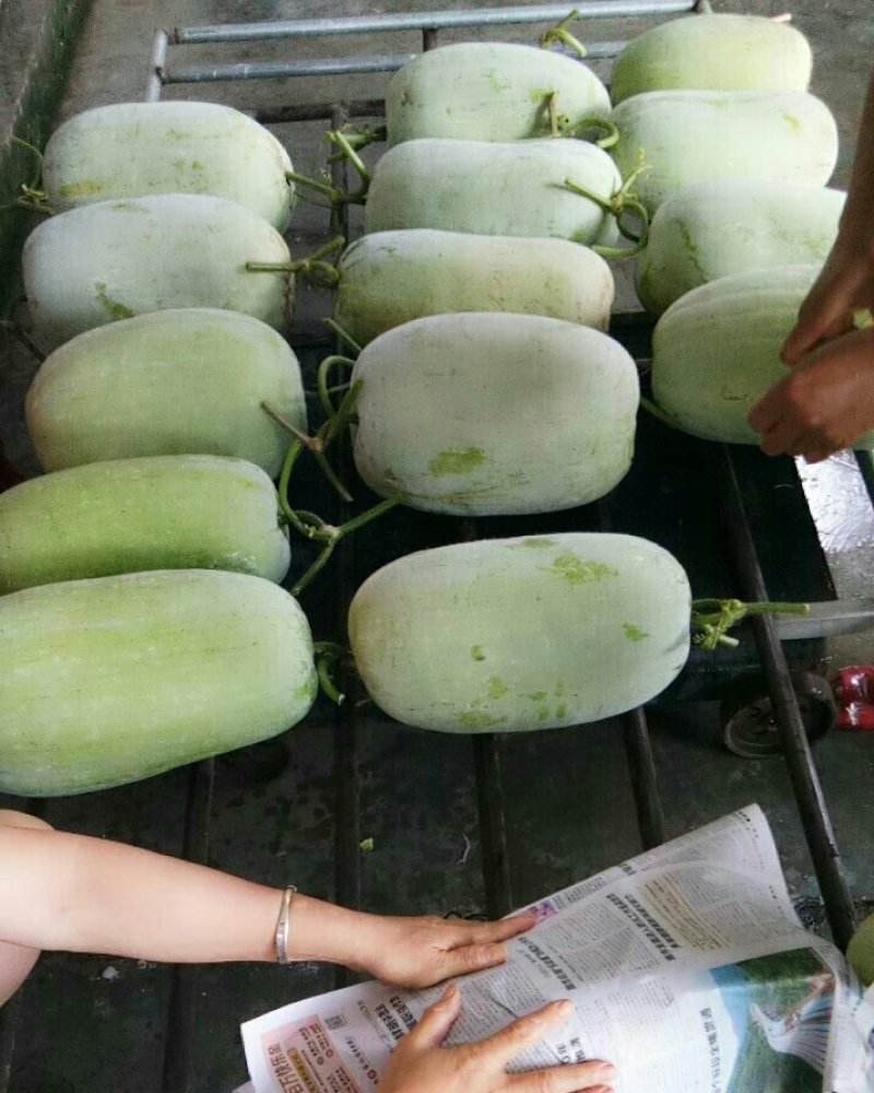 白冬瓜（新鲜白冬瓜现货）