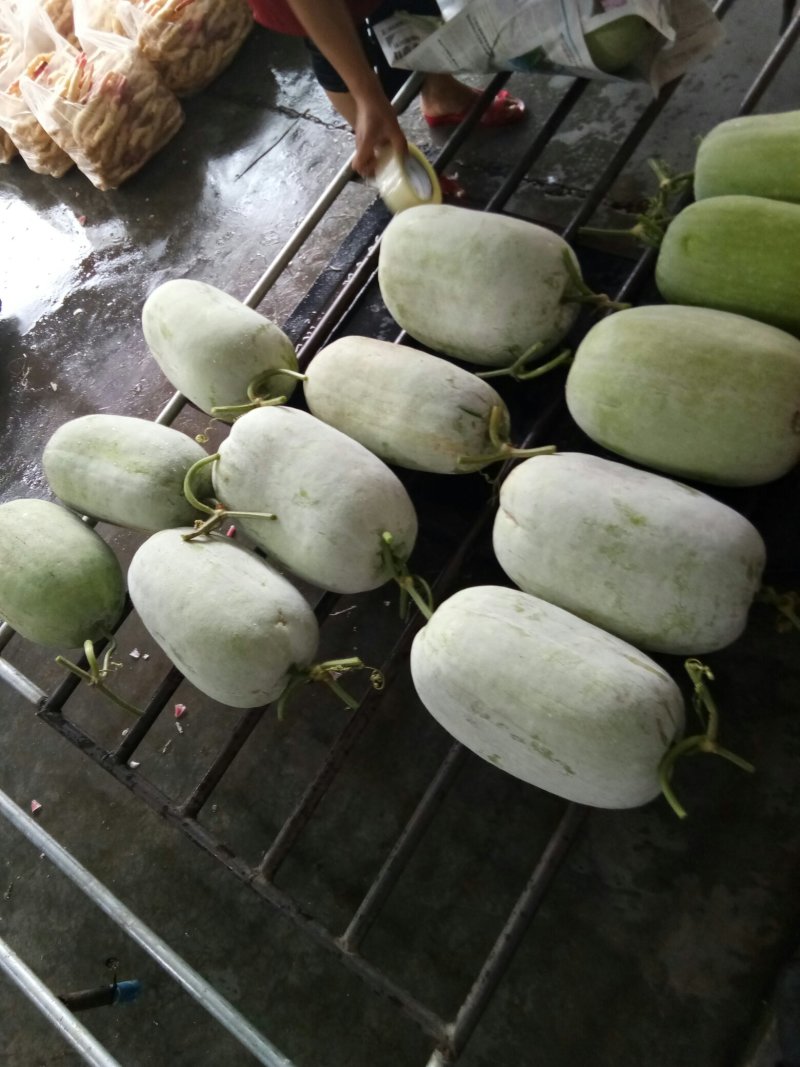 白冬瓜（新鲜白冬瓜现货）
