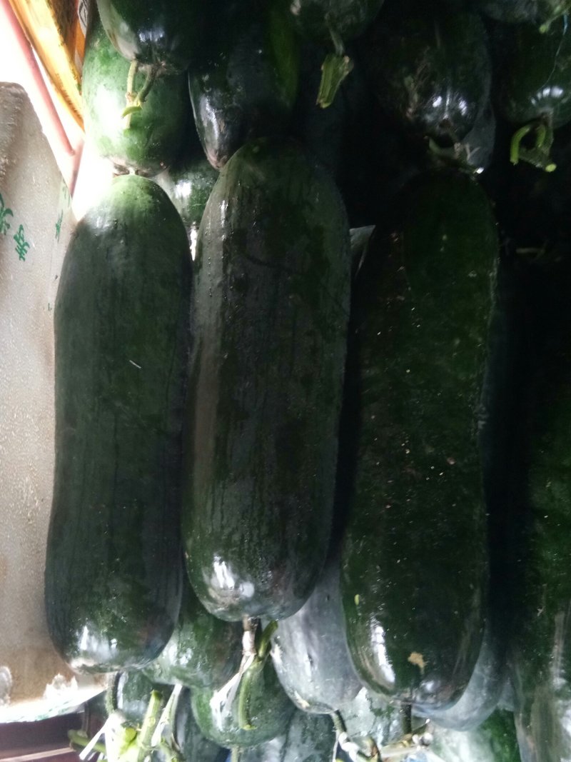 黑冬瓜（新鲜吊黑冬瓜现货）
