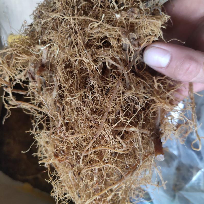 红参无糖红参须乱须药方用关书中药材