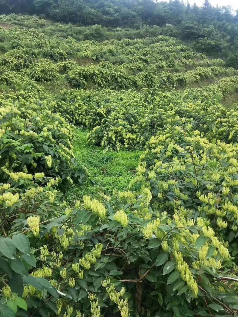 基地直供高产优质金银花苗