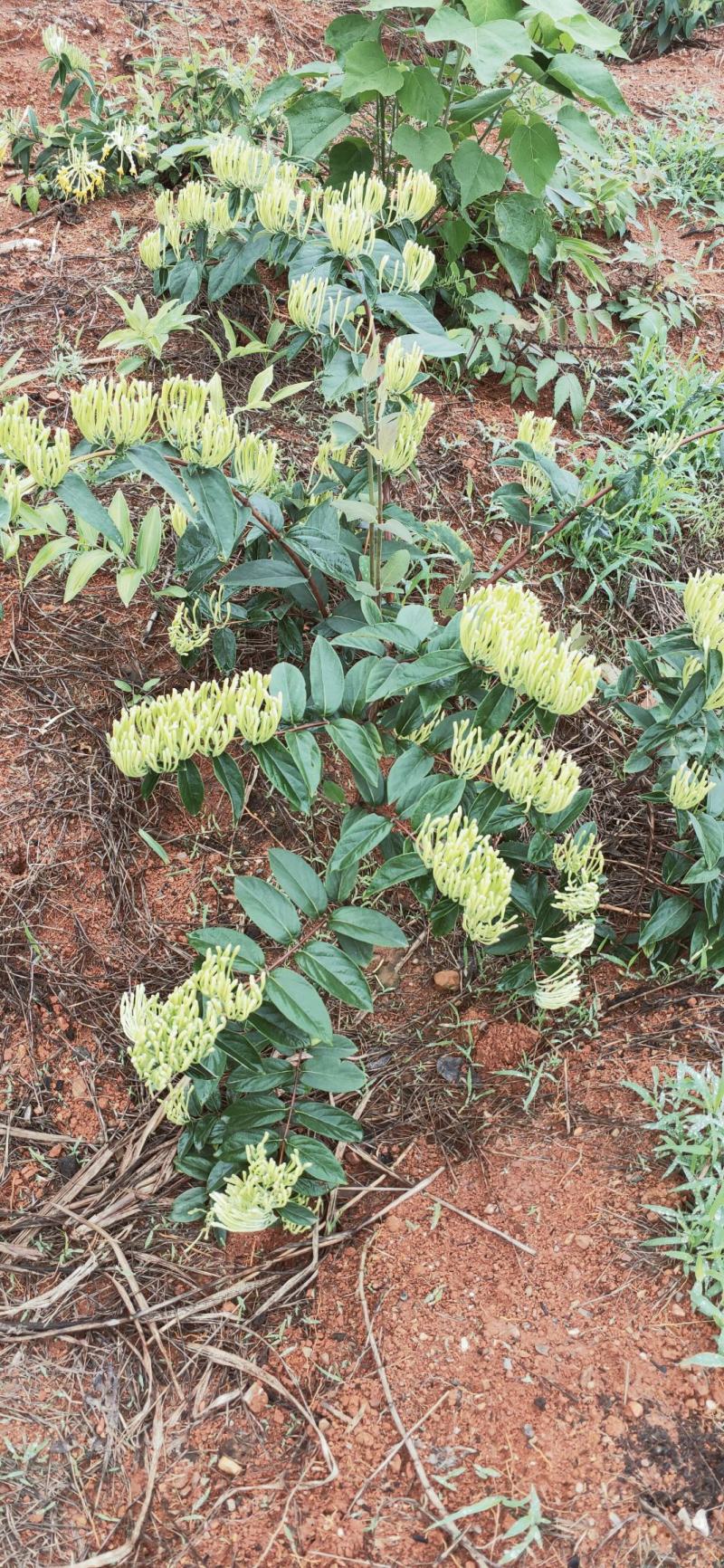 基地直供高产优质金银花苗