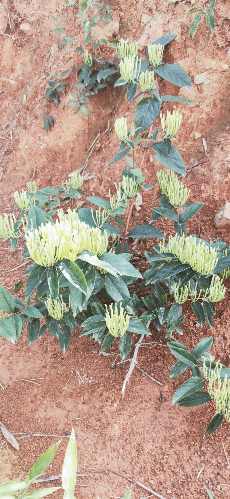 基地直供高产优质金银花苗