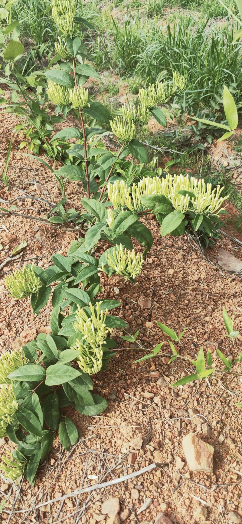 基地直供高产优质金银花苗