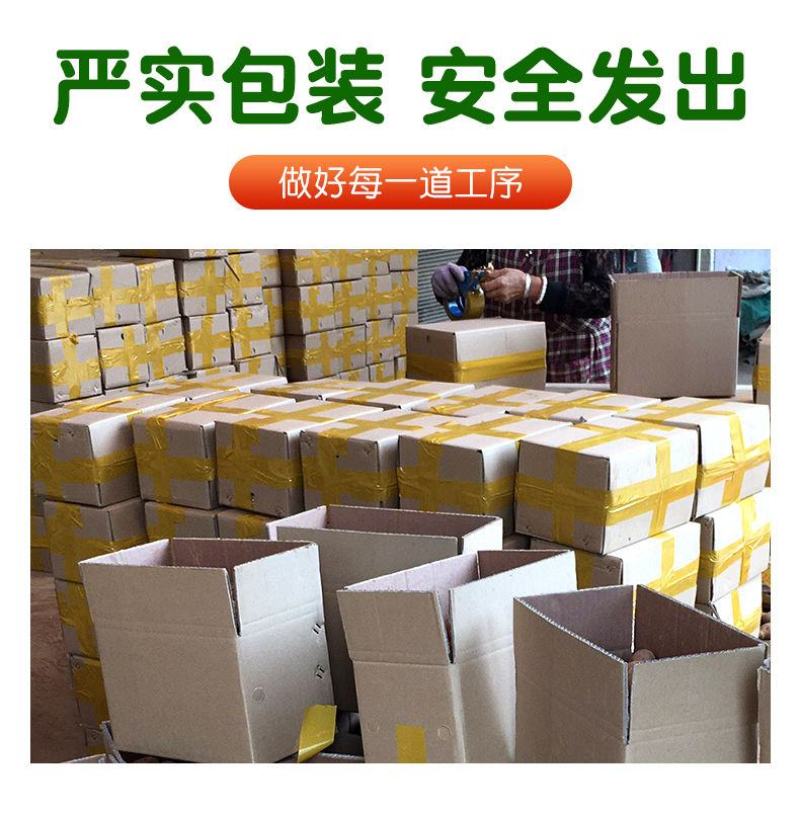 云南高原红皮土豆新鲜现挖洋芋黄心小土豆马铃薯老品种5斤