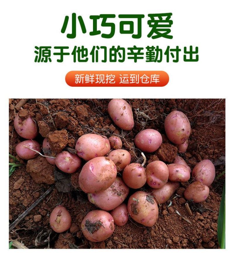云南高原红皮土豆新鲜现挖洋芋黄心小土豆马铃薯老品种5斤