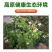 云南高原红皮土豆新鲜现挖洋芋黄心小土豆马铃薯老品种5斤
