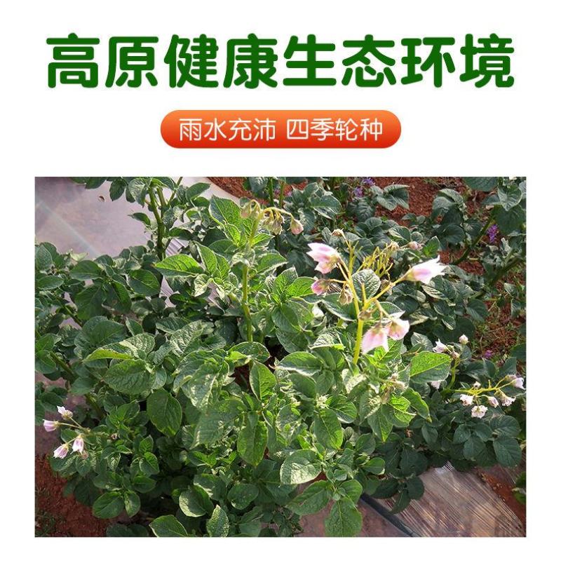 云南高原红皮土豆新鲜现挖洋芋黄心小土豆马铃薯老品种5斤
