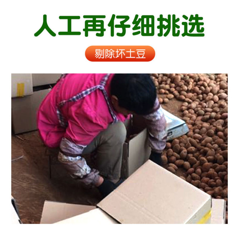 云南高原红皮土豆新鲜现挖洋芋黄心小土豆马铃薯老品种5斤