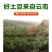 云南高原红皮土豆新鲜现挖洋芋黄心小土豆马铃薯老品种5斤