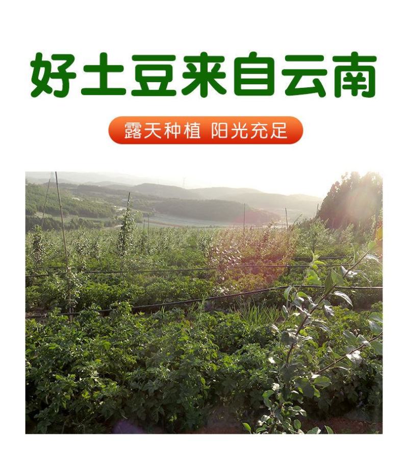 云南高原红皮土豆新鲜现挖洋芋黄心小土豆马铃薯老品种5斤