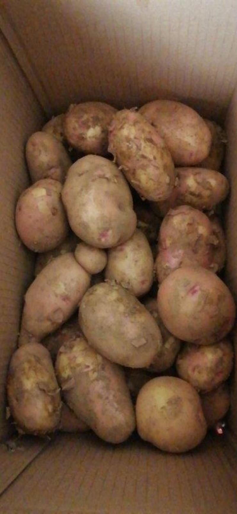 云南高原红皮土豆新鲜现挖洋芋黄心小土豆马铃薯老品种5斤