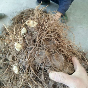 八角莲，做成品，做种苗都可以。自产自销。