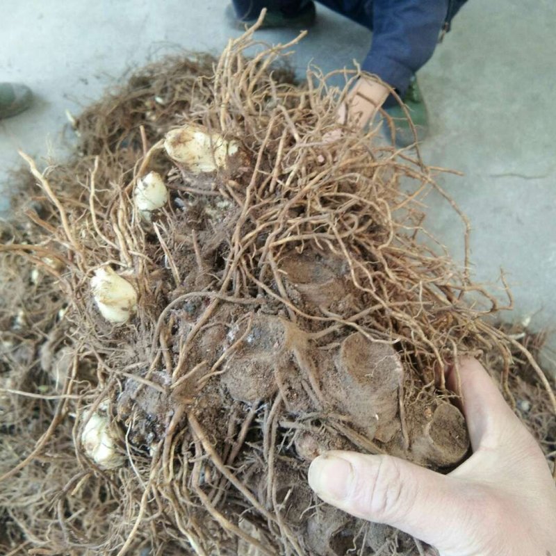 八角莲，做成品，做种苗都可以。自产自销。