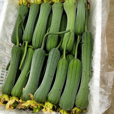 丝瓜