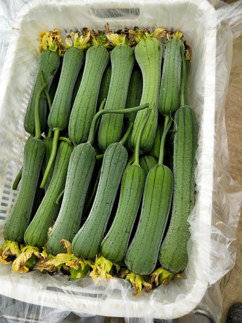 丝瓜