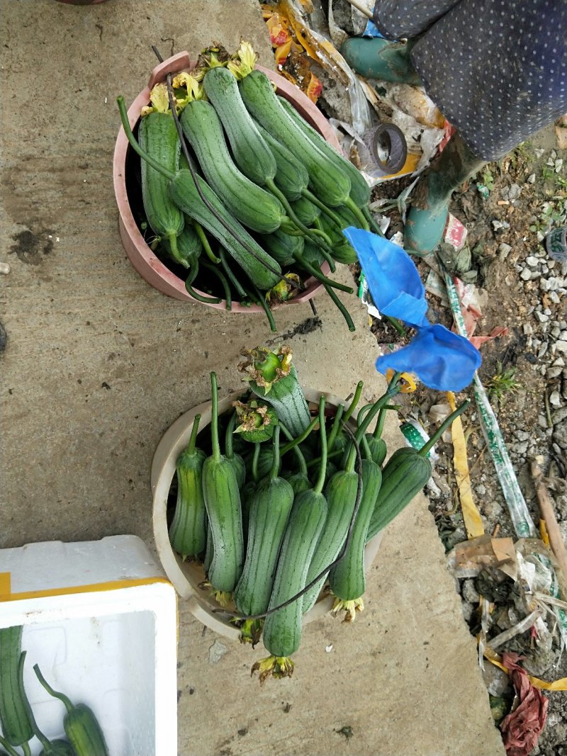 丝瓜