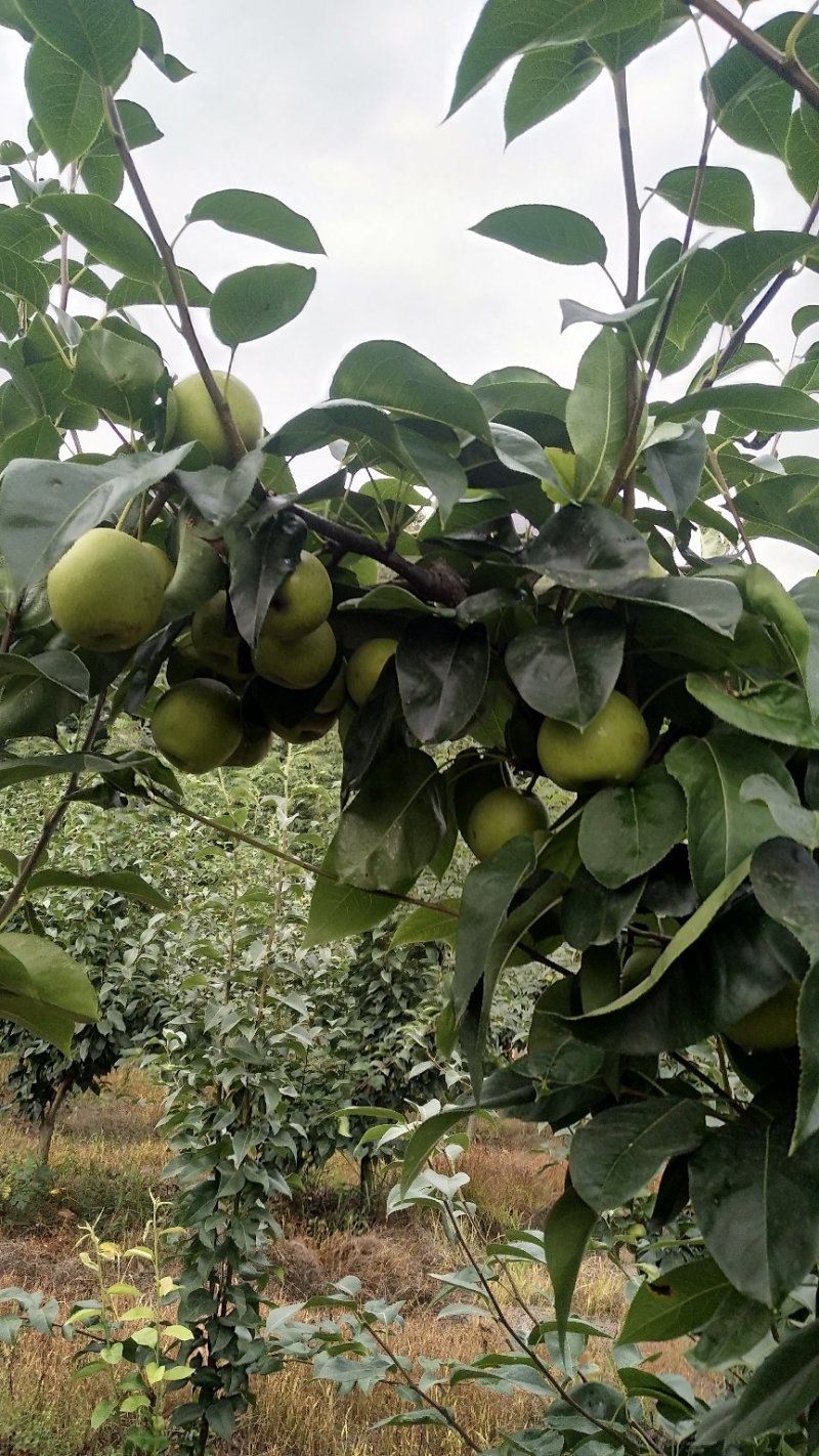翠冠梨