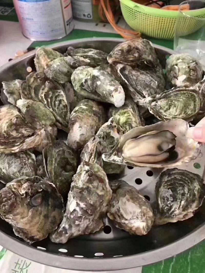 鲜活全壳生蚝壳薄肉肥每天新鲜货源稳定长期有货