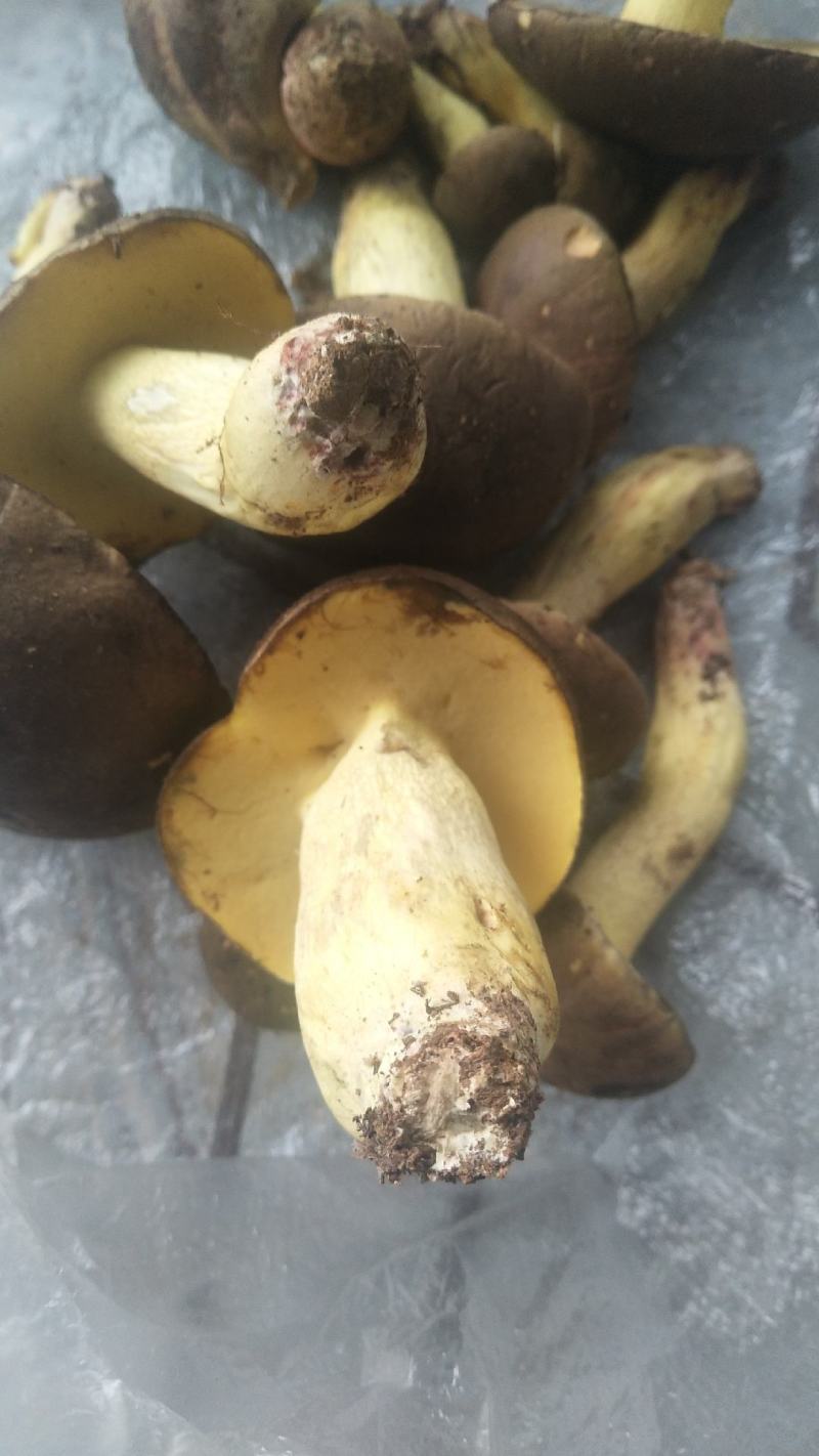 野生菌牛肝菌干片（黄牛肝、蘑菇、食用菌又名见手青）。