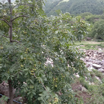 四川大凉山新鲜核桃代办发整车青皮核桃