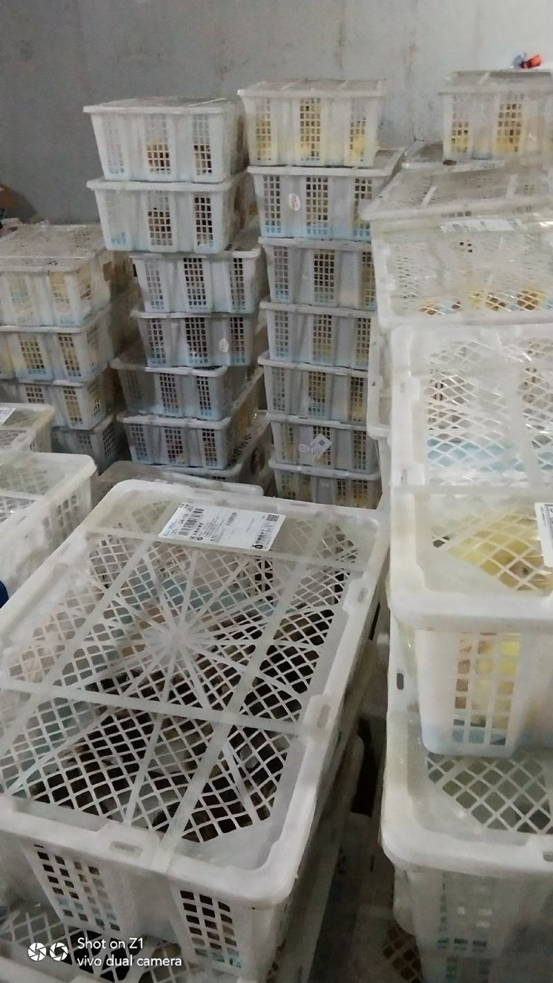 鹅苗大种鹅苗三花鹅灰狮头鹅批发零售养殖基地