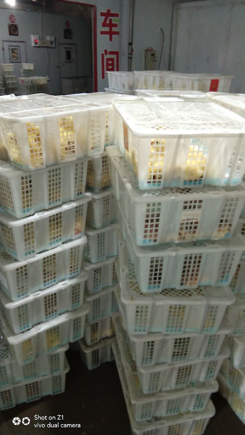 鹅苗大种鹅苗三花鹅灰狮头鹅批发零售养殖基地