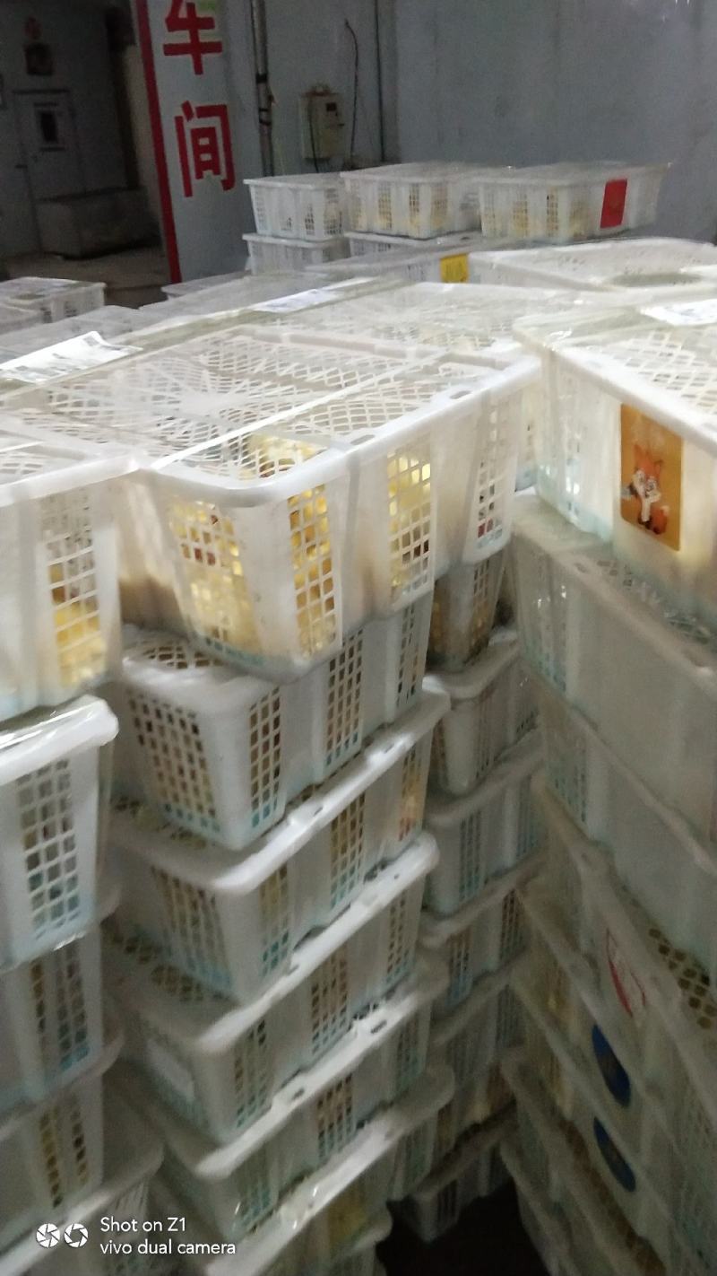 灰狮头鹅苗，大品种，生长速度快，抗病能力强，包成活，