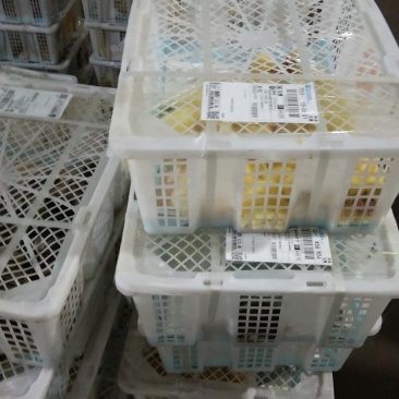灰狮头鹅苗，大品种，生长速度快，抗病能力强，包成活，
