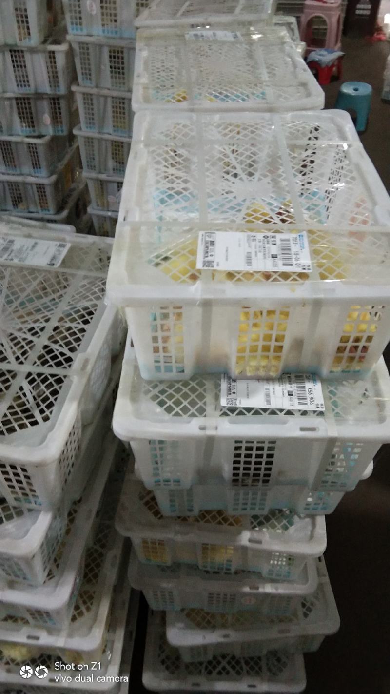 灰狮头鹅苗，大品种，生长速度快，抗病能力强，包成活，